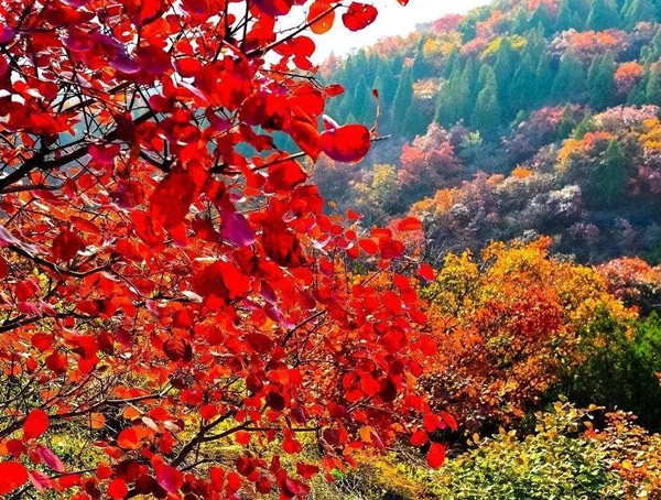 黄栌树在什么季节栽种的成活率比较高？