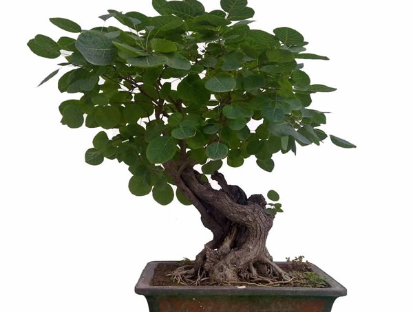 黄栌盆景的养护和管理，种植黄栌盆景有哪些注意事项？