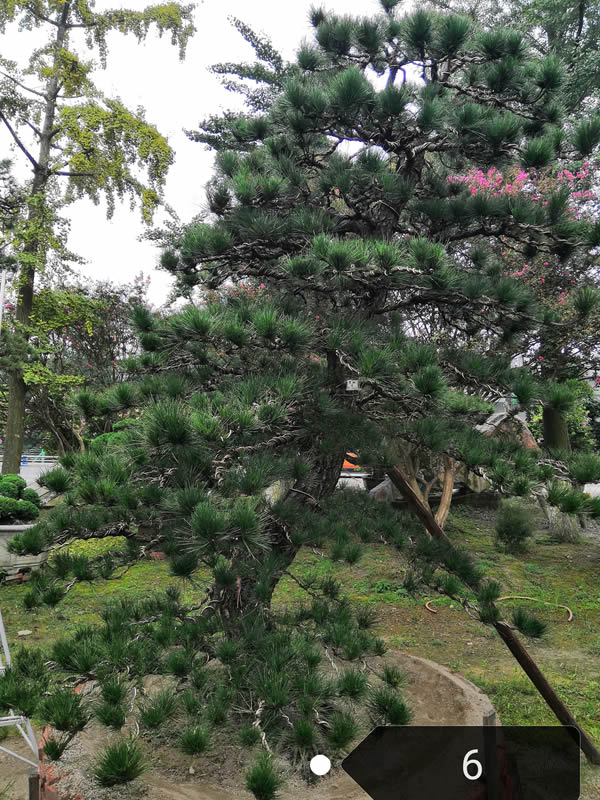 罗汉松如何控制其疯长？