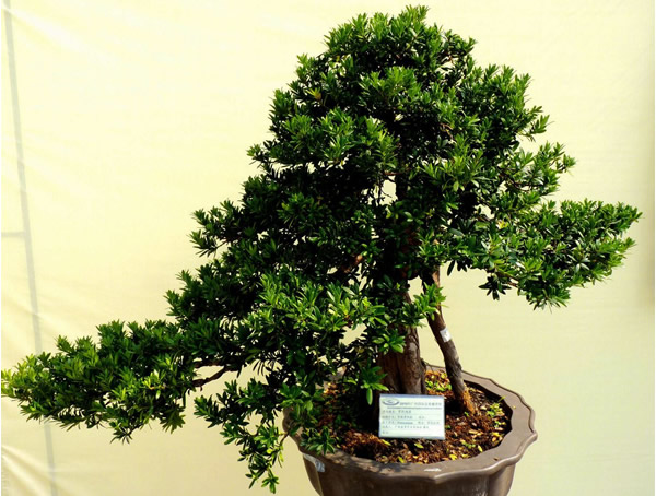 珍珠罗汉松适合什么地方种植？在园林绿化中有什么作用？