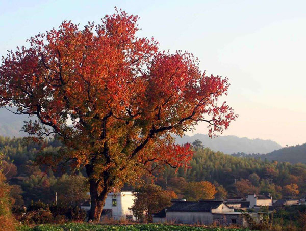 乌桕价格-图片-形态特征-生长环境-分布范围-植物文化以及主要价值
