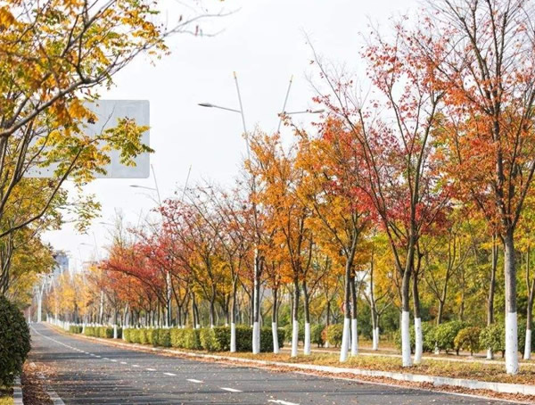 乌桕树图片大全，红叶乌桕图片欣赏