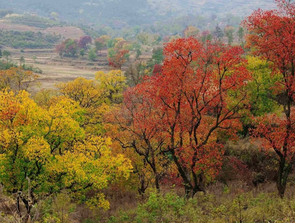 乌桕树的功效与作用，乌桕树的价值有哪些？