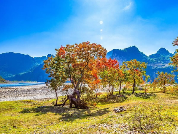 危害乌桕的病虫害有哪些？