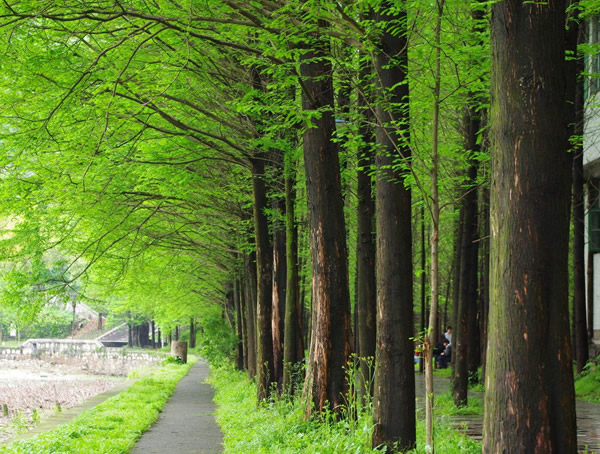 杉树价格-图片-形态特征-地理分布-品种分类以及经济价值