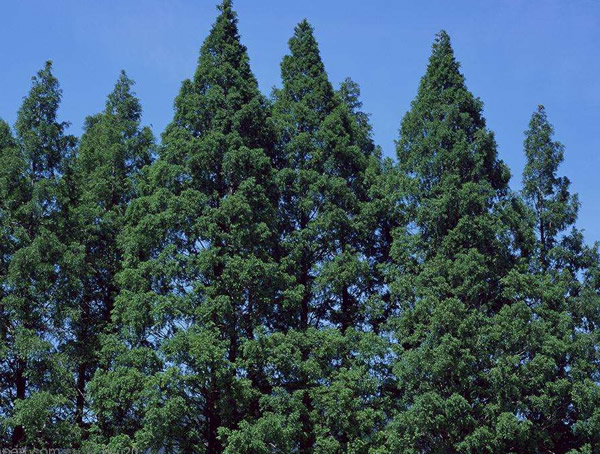 杉树有几种？哪些杉树最珍贵？