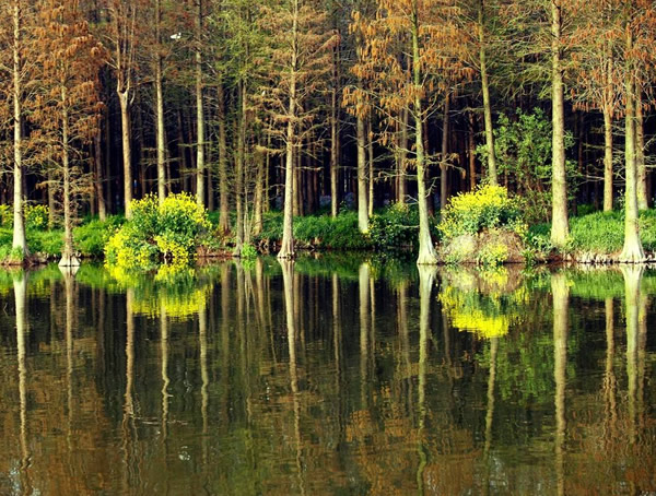 种杉树的技术要求有哪些？