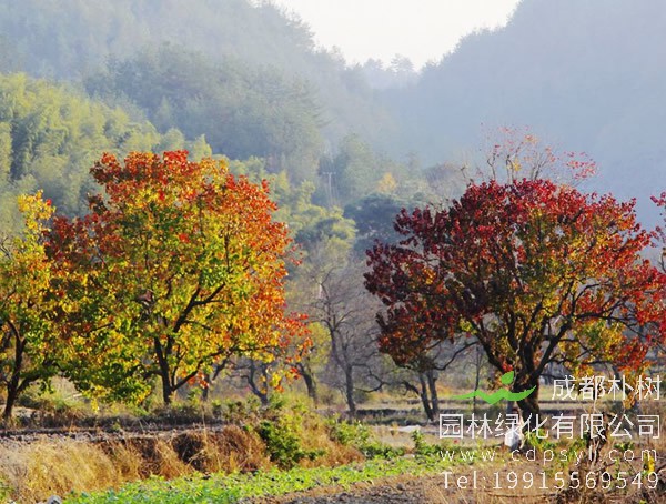 乌桕树的功效与作用，乌桕树的价值有哪些？