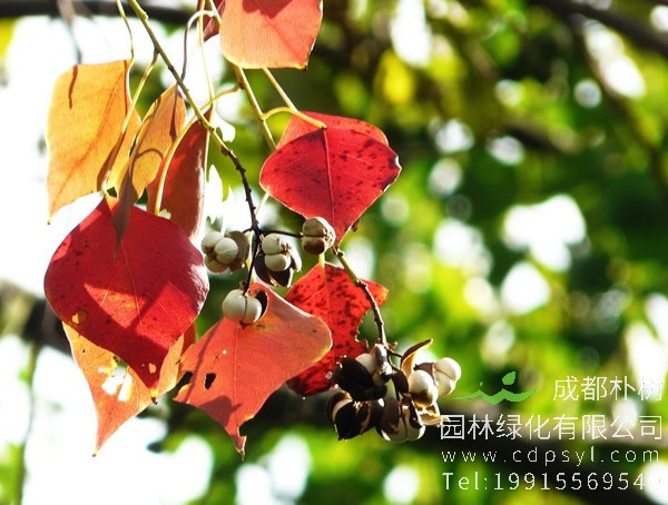 乌桕的栽培技术以及虫害防治介绍