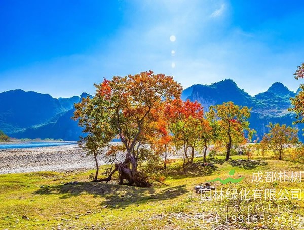 危害乌桕的病虫害有哪些？