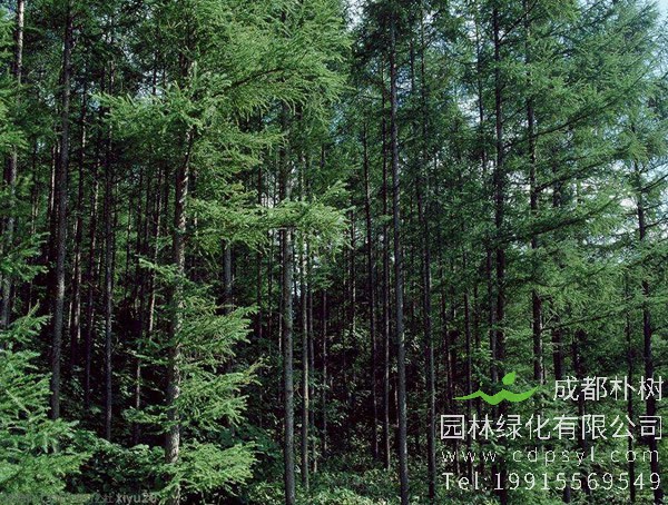 杉树图片大全，秋天杉树图片大全