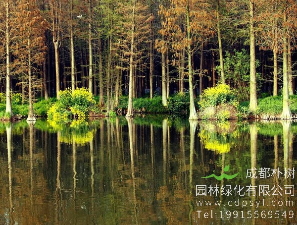 杉树图片大全，秋天杉树图片大全