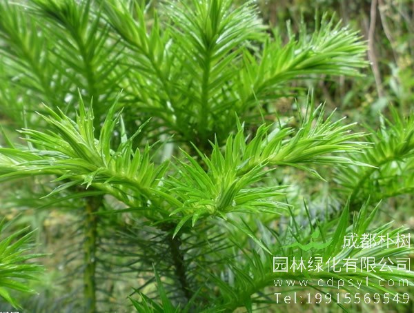 杉树图片大全，秋天杉树图片大全