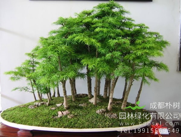 杉树图片大全，秋天杉树图片大全