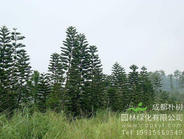 杉树图片大全，秋天杉树图片大全