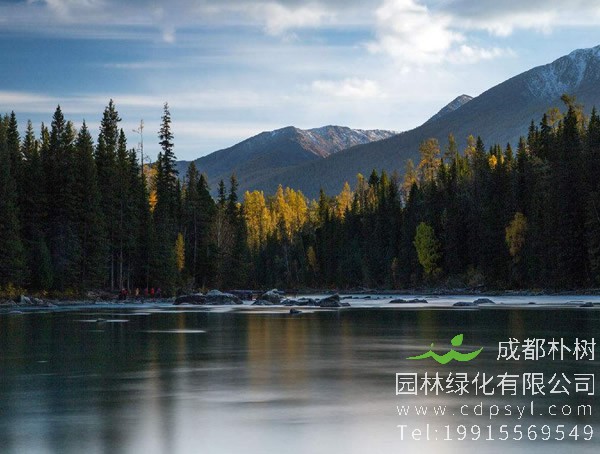 杉树图片大全，秋天杉树图片大全