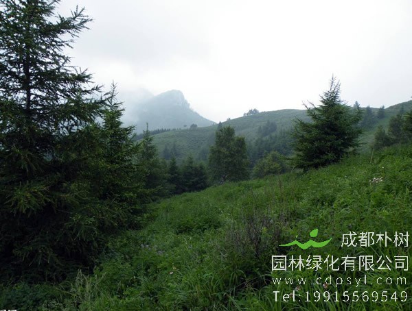 杉树图片大全，秋天杉树图片大全