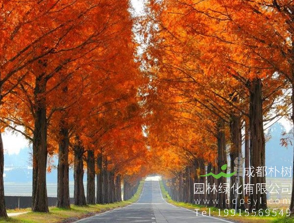 水杉树图片大全，秋天水杉树图片大全