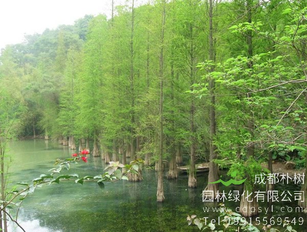 水杉价格-图片-形态特征-生长环境-地理分布以及主要价值