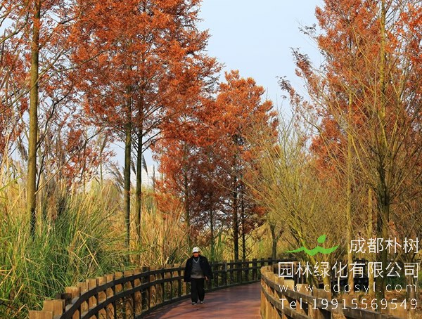 水杉树图片大全，秋天水杉树图片大全