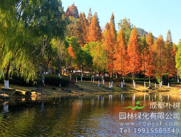 水杉价格-图片-形态特征-生长环境-地理分布以及主要价值