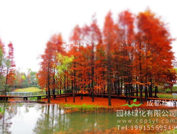 水杉树图片大全，秋天水杉树图片大全