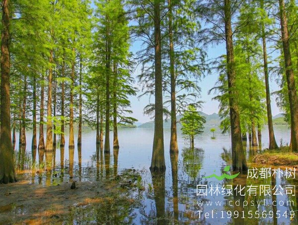 水杉价格-图片-形态特征-生长环境-地理分布以及主要价值