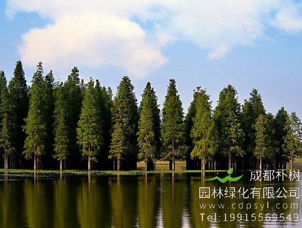 水杉树图片大全，秋天水杉树图片大全