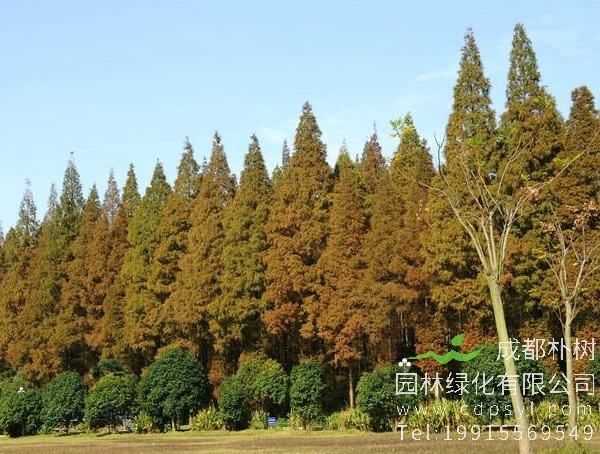 水杉树图片大全，秋天水杉树图片大全