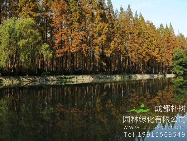 水杉树图片大全，秋天水杉树图片大全