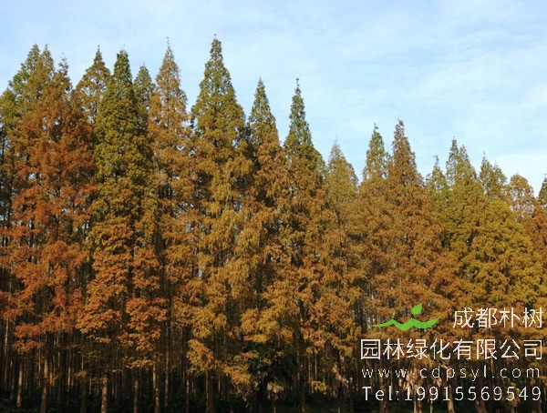 水杉树图片大全，秋天水杉树图片大全