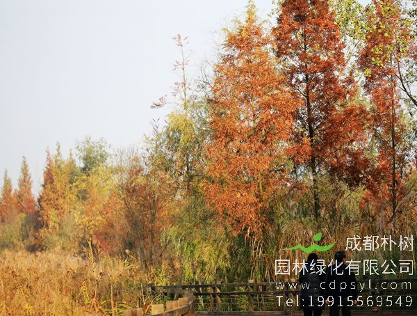 水杉树图片大全，秋天水杉树图片大全