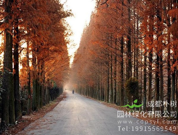 水杉树图片大全，秋天水杉树图片大全