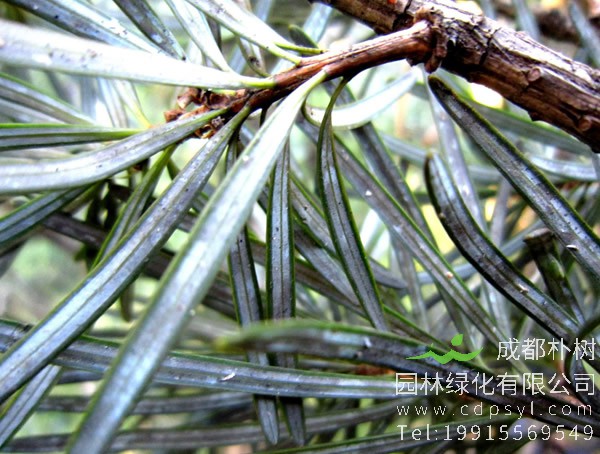 银杉价格-图片-形态特征-生长习性-分布范围-主要价值以及植物文化