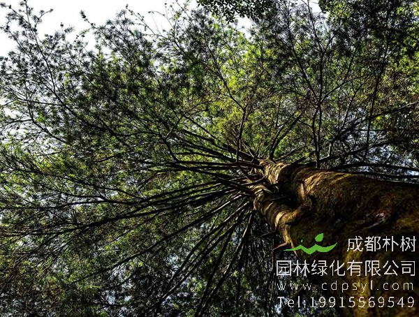 银杉价格-图片-形态特征-生长习性-分布范围-主要价值以及植物文化