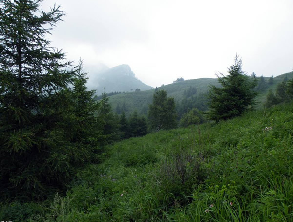 杉树图片大全，秋天杉树图片大全