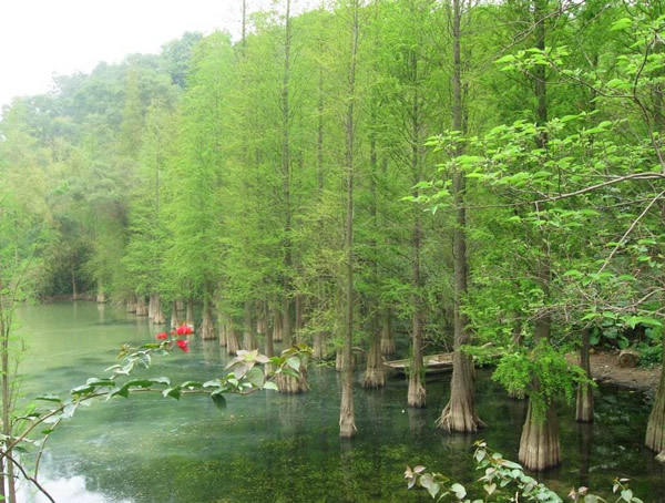 水杉价格-图片-形态特征-生长环境-地理分布以及主要价值