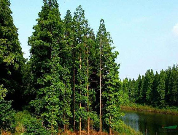 水杉的繁殖方法、栽培技术以及病虫害防治介绍