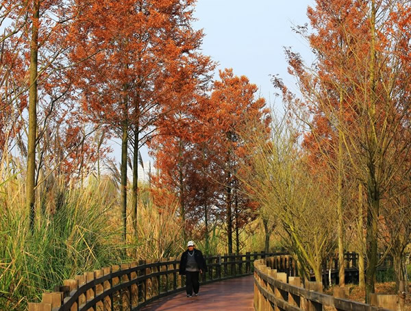 水杉有什么特性？水杉如何种植？