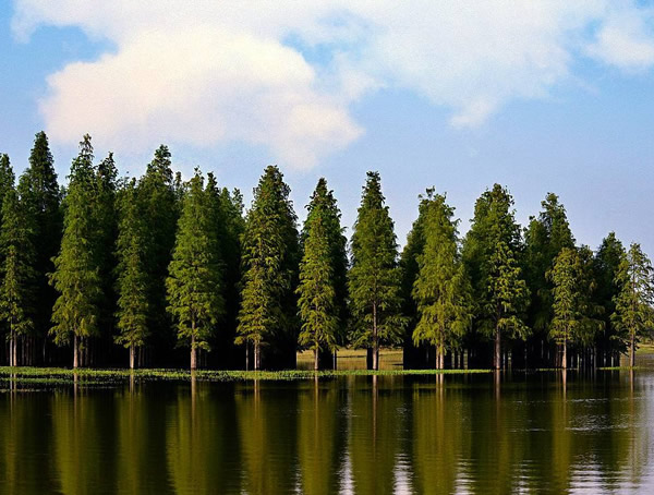 水杉树的作用有哪些？水杉树的价值是什么？