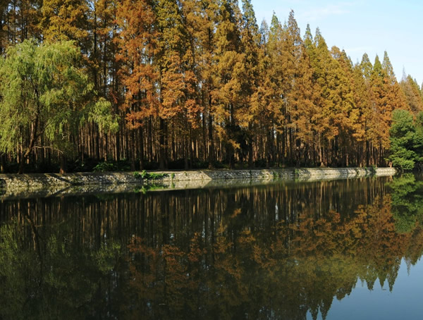 水杉和柳杉有什么区别？主要在外形上怎么辨别？
