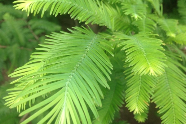 水杉的叶子是什么形状的？