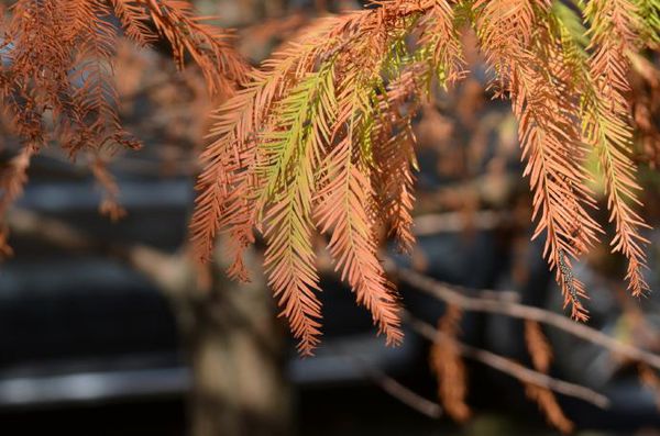 水杉和落羽杉有什么区别？