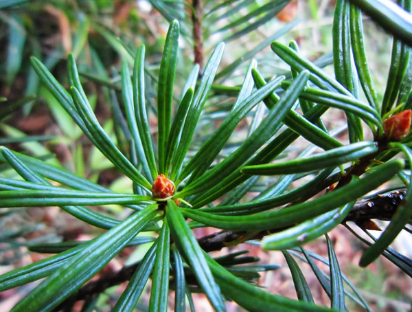 银杉价格-图片-形态特征-生长习性-分布范围-主要价值以及植物文化