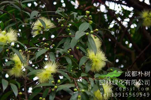 蒲桃价格-图片-形态特征-生长习性-地理分布-主要价值