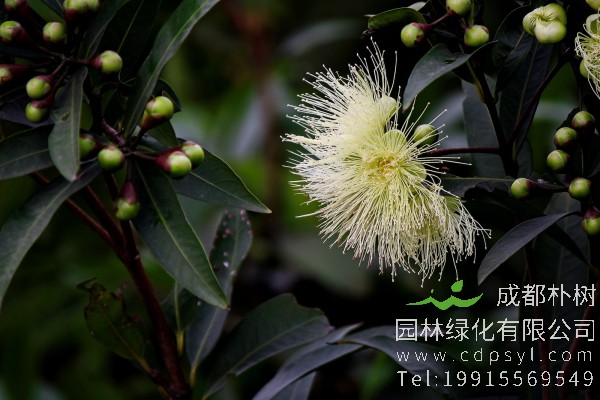 蒲桃价格-图片-形态特征-生长习性-地理分布-主要价值