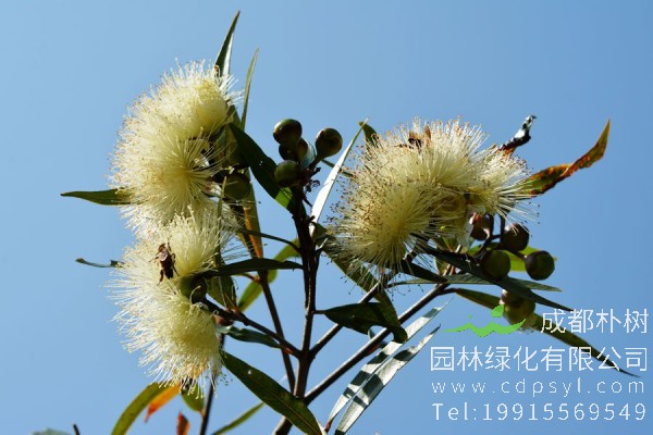 蒲桃价格-图片-形态特征-生长习性-地理分布-主要价值