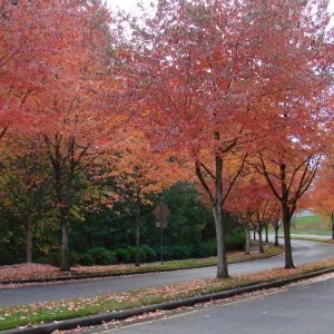 秋枫价格-图片-形态特征-生长环境-分布范围-主要价值