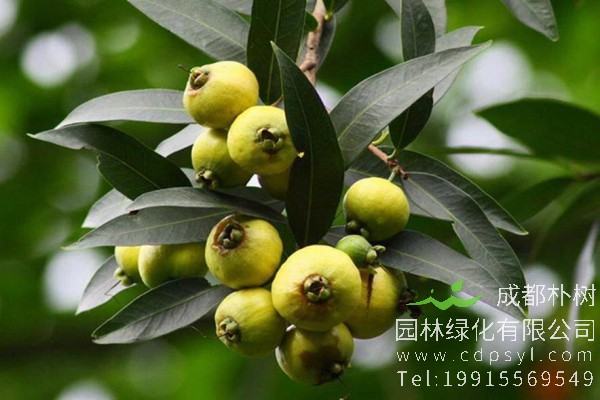 蒲桃价格-图片-形态特征-生长习性-地理分布-主要价值