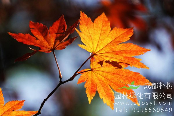 秋枫价格-图片-形态特征-生长环境-分布范围-主要价值